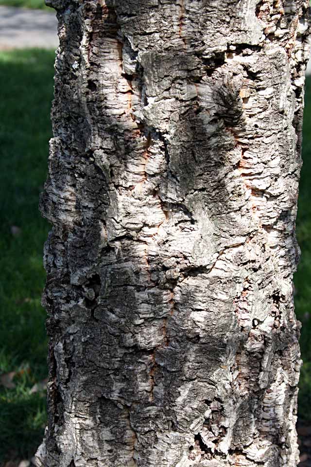 cork oak leaves